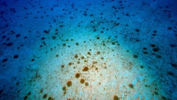 Kaş'ta 'yakıcı denizanası' istilası! Dokunan hastanelik oluyor - Resim: 1