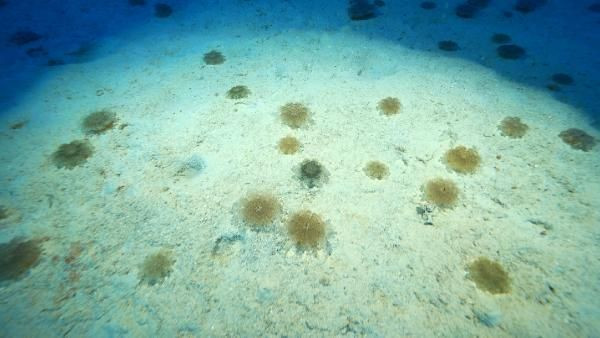 Kaş'ta 'yakıcı denizanası' istilası! Dokunan hastanelik oluyor - Resim: 2