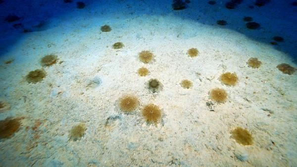 Kaş'ta 'yakıcı denizanası' istilası! Dokunan hastanelik oluyor - Resim: 4