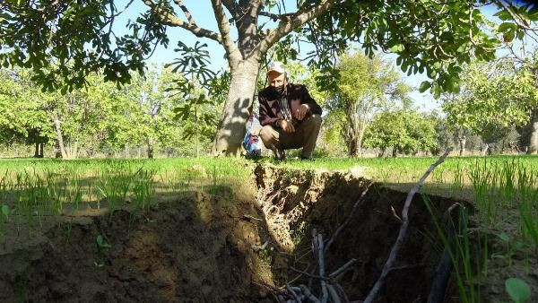 Aydın'da tarlaya gidince fark etti! Görenler şaştı kaldı: 2 metre... - Resim: 3