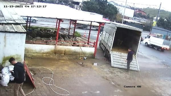 İstanbul'da bir garip olay! Fırçayla durdurmak istediği dana hastanelik etti - Resim: 1