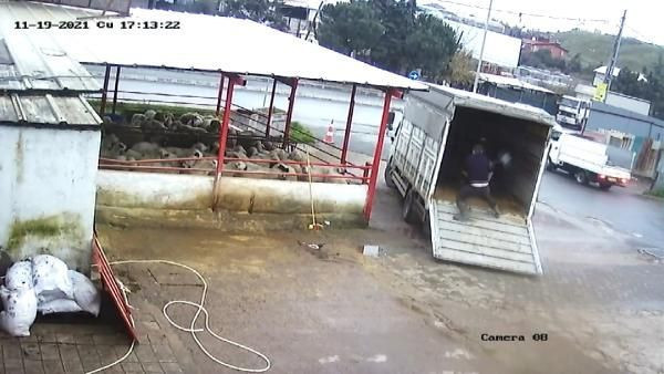 İstanbul'da bir garip olay! Fırçayla durdurmak istediği dana hastanelik etti - Resim: 3