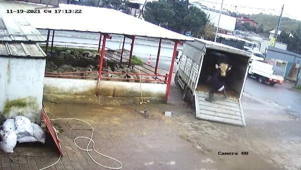 İstanbul'da bir garip olay! Fırçayla durdurmak istediği dana hastanelik etti - Resim: 4