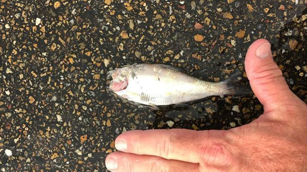 Görenler inanamadı! O şehirde gökten yağmur değil hamsi yağdı - Resim: 4