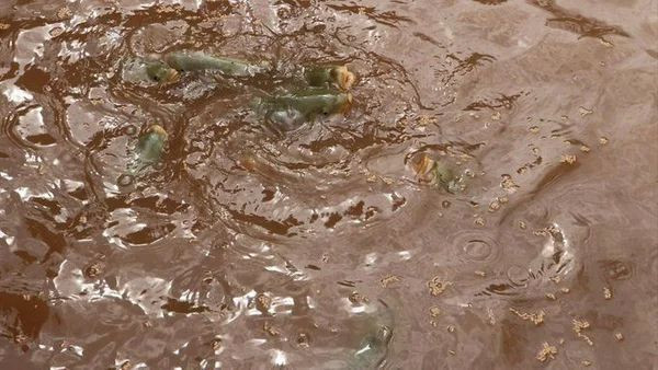 Sel sonrası balıklar yok olmuştu! Çamur rengine dönen Balıklıgöl'ün son haline bakın - Resim: 2