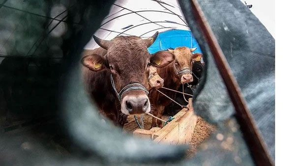 Kurbanlıklarla ilgili merak edilenler Nihat Hatipoğlu açıkladı! Kadınlar kurban kesebilir mi bu hayvanlar kurban olmaz - Resim: 3