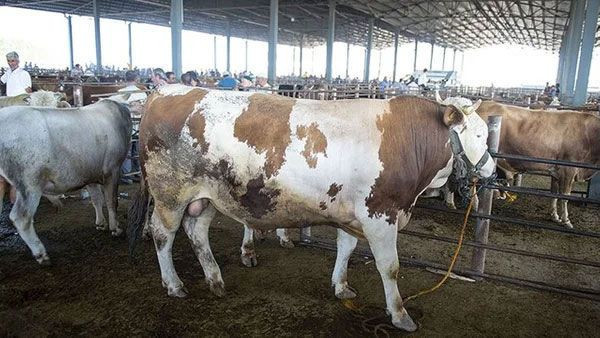 Kurban kesecekler dikkat! Diyanet açıkladı 10 soruda vekaletle kurban kesimi - Resim: 4