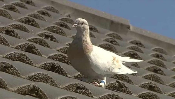 Avustralya’yı karıştırmıştı Türk güvercini çıktı! Meğer ayağındaki etiket... - Resim: 0