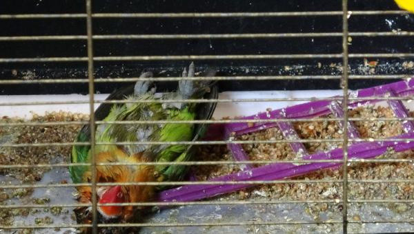 Antalya'da yangın sonrası acı haberi alınca gözyaşlarına boğuldu: Ya annem ya, annem ya - Resim: 0