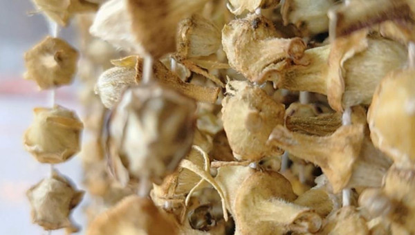 Edirne'de kilosu 600 TL’den satışa sunuluyor! İğneyle tek tek ipe diziliyor - Resim: 0