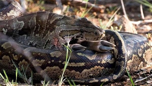 3 metrelik piton koca bir impalayı tek seferde böyle yuttu! - Resim: 4