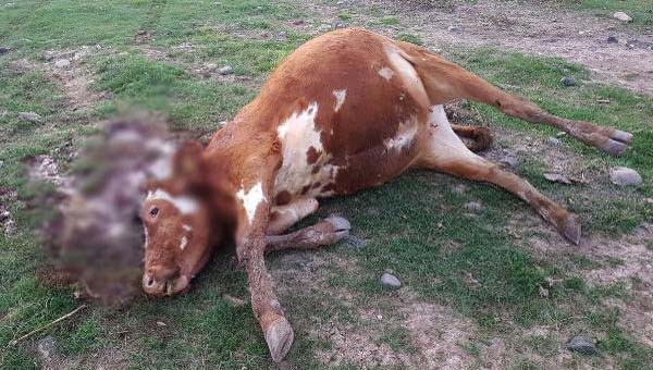 Şişen hayvanlar kesildi - Resim: 1