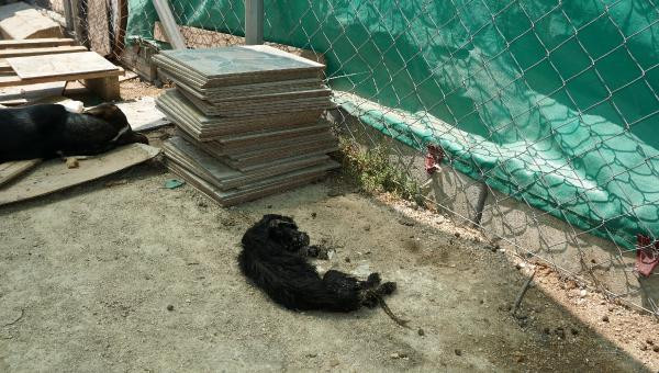 Bunu yapan insan olamaz! - Resim: 2