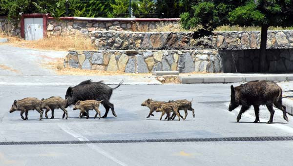 Bodrum'u domuzlar bastı! İşte korkutan o anlar - Resim: 2