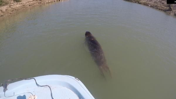 Antalya'da Akdeniz foku için 24 saat nöbet tuttular - Resim: 3