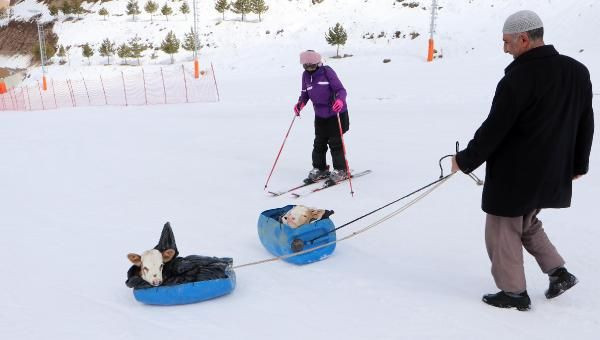 Buzağılar Palandöken'de kayak pistine çıktı 'hastalandılar ne yapayım' - Resim: 2