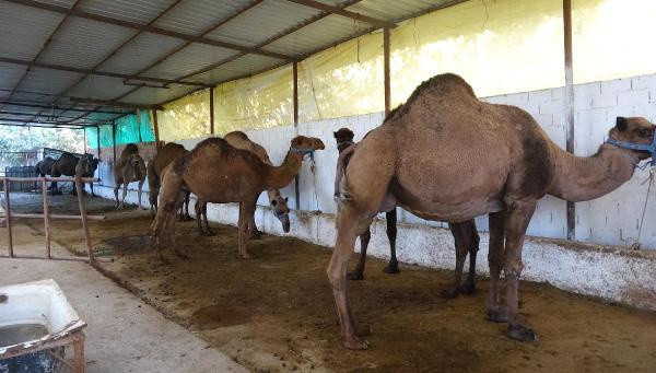 Devenin sucuğundan sonra diline büyük ilgi! İdrar kaçırma hastalığına iyi geliyor - Resim: 3