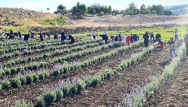 'Batman'da yetişmez' dediler, Hollanda'ya ihraç edilince ekmek için sıraya girdiler - Resim: 1