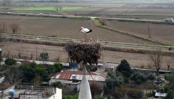 Osmaniye'de gören şaştı kaldı! Köye gelenler fotoğrafını çekiyorlar - Resim: 0