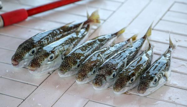 Vatandaşlar tedirgin! Balon balığını sokak aralarında 'mezgit' diye satıyorlar iddiası - Resim: 0