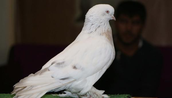 Bu güvercinin fiyatı dudak uçuklatıyor! - Resim: 1