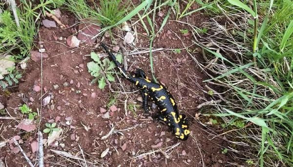 Malatya'da vatandaş çekti nesli tükenmekte olan Türk semenderi - Resim: 2