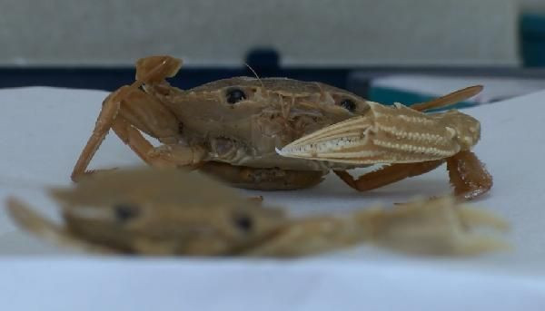 'İstilacı yengeç' tehdidi! Karadeniz'e yaklaştı - Resim: 2