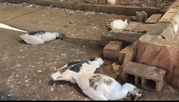 Antalya'da çiftlik kredisi katliamı! Krediyi aldı açlığa terketti hepsi açlık ve susuzluktan öldü - Resim: 4