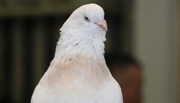 Bu güvercinin fiyatı dudak uçuklatıyor! - Resim: 2