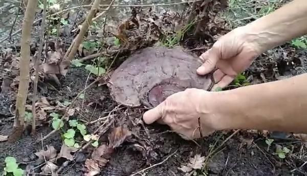 'Hazine bulduğumu söylediler' dedi! Muğla'da tarlada şans eseri buldu - Resim: 4