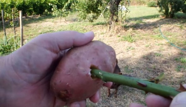 Süpürge sapının üzerindeki delikler ne işe yarıyor  - Resim: 4