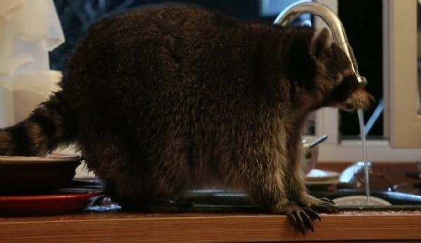 Rakun böyle yakalandı sosyal medyada fenomen oldu - Resim: 1