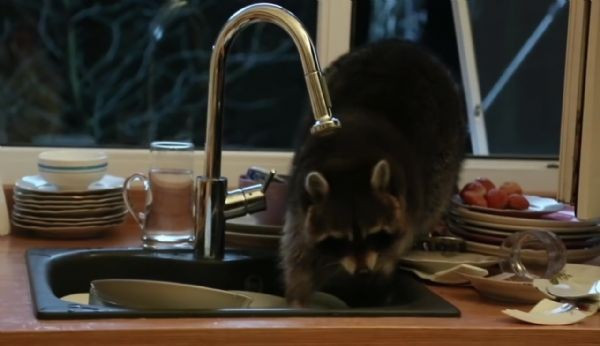 Rakun böyle yakalandı sosyal medyada fenomen oldu - Resim: 2