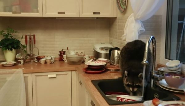 Rakun böyle yakalandı sosyal medyada fenomen oldu - Resim: 4