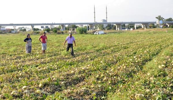 Çiftçi şaşkın! Binlerce dönümlük kavun-karpuz böyle oldu - Resim: 3