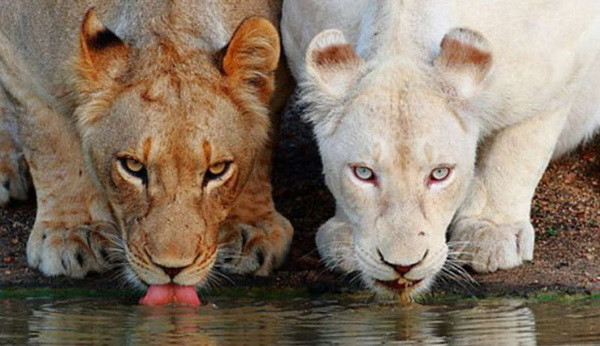 Bu hayvanlar diğerlerinden çok farklı - Resim: 1