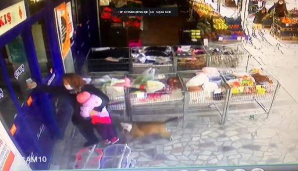 Ankara'da pitbull dehşeti! Dakikalarca kurtarmaya çalıştılar - Resim: 4