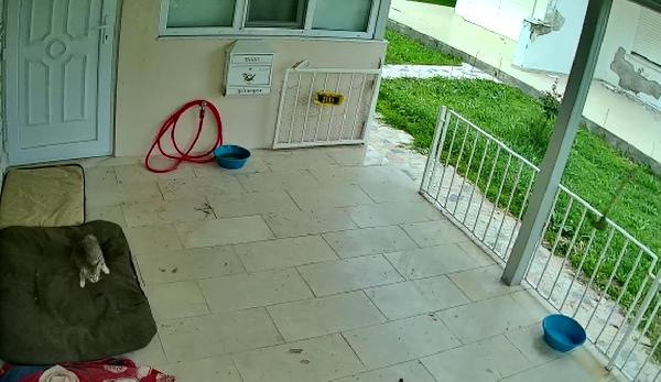 Kediye önce keser attı, sonra zehirlemeye çalıştı - Resim: 0