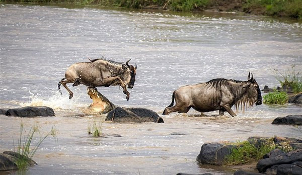 Timsahın sinsi planına bir anda öyle bir hareket yaptı ki - Resim: 3