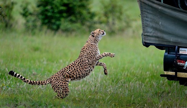 Bir anda arabanın üzerine atladı içeri girdi ve... - Resim: 2