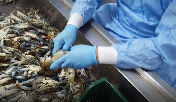 Muğla'da balıkçıların korkulu rüyası turistlerin gözdesi oldu! Talepler patladı - Resim: 2