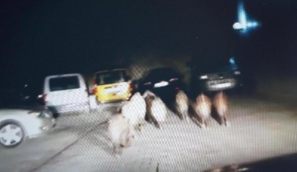 Şehrin göbeğinde şok görüntü! Sürü halinde... - Resim: 4