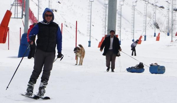 Buzağılar Palandöken'de kayak pistine çıktı 'hastalandılar ne yapayım' - Resim: 1