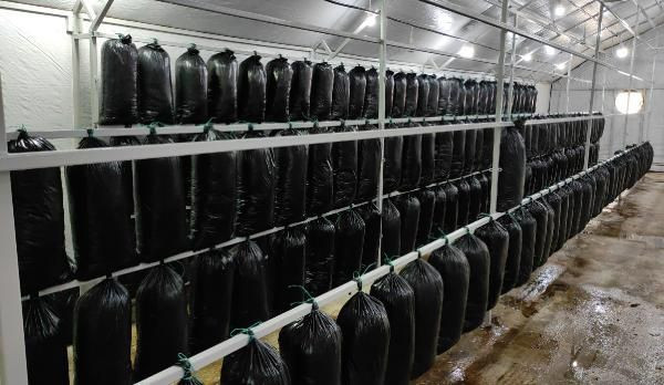 Şoförlüğü bırakıp bu işe başladı! Tadını bile bilmiyor 600 bin lira kazandı - Resim: 1