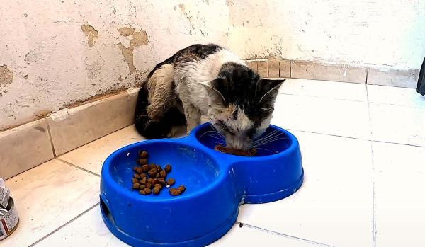 Osmaniye'de kan donduran vahşet! Bunu yapan insan olamaz - Resim: 0