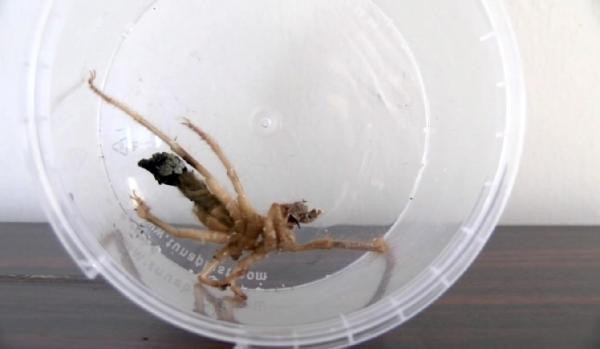 Et yiyen 'sarıkız' paniği: Şehir diken üstünde! - Resim: 2