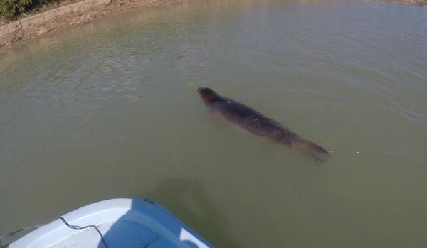 Antalya'da Akdeniz foku için 24 saat nöbet tuttular - Resim: 4