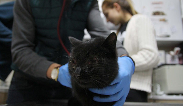 Kayseri’de kedi vahşeti bu ne zamana kadar devam edecek! - Resim: 1