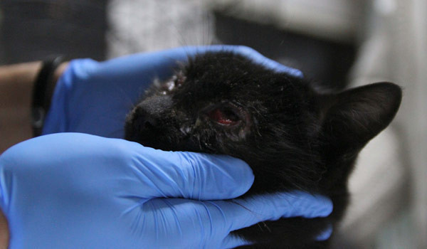 Kayseri’de kedi vahşeti bu ne zamana kadar devam edecek! - Resim: 2