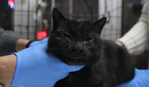 Kayseri’de kedi vahşeti bu ne zamana kadar devam edecek! - Resim: 3